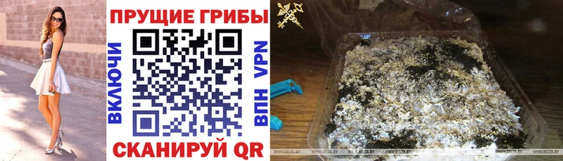 купить закладку  Шахты  Псилоцибиновые грибы MAGIC MUSHROOMS 